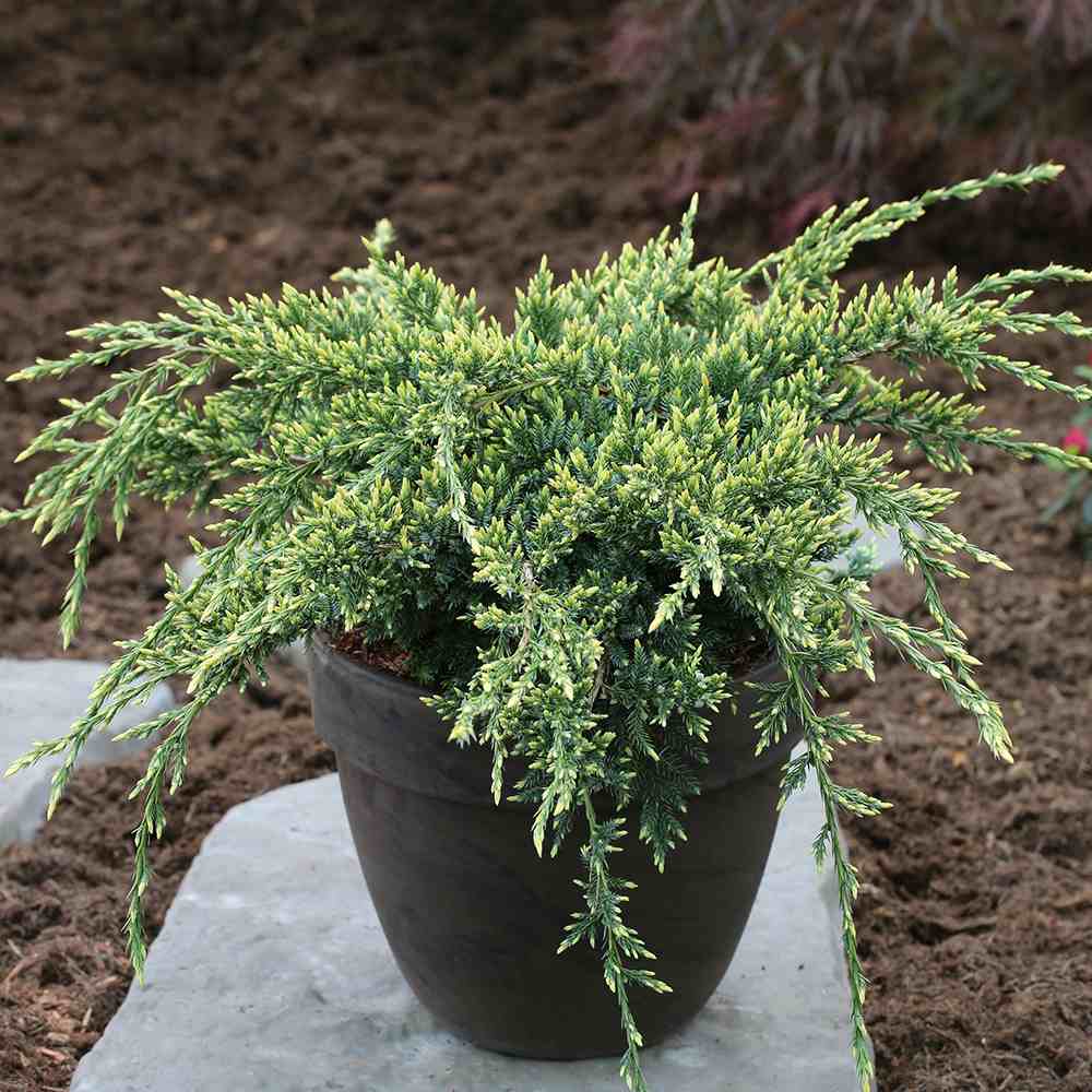 Ienupar Holger, tarator, cu frunzis verde-albastrui, conifer pitic, compact, de ghiveci sau gradina