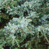 Ienupar Silver Carpet (Juniperus communis), frunzis argintii-albastrui, conifer tarator vesnic verde, ideal pentru taluzuri si stancarii