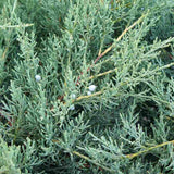 Ienupar Silver Carpet (Juniperus communis), frunzis argintii-albastrui, conifer tarator vesnic verde, ideal pentru taluzuri si stancarii