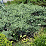 Ienupar Silver Carpet (Juniperus communis), frunzis argintii-albastrui, conifer tarator vesnic verde, ideal pentru taluzuri si stancarii
