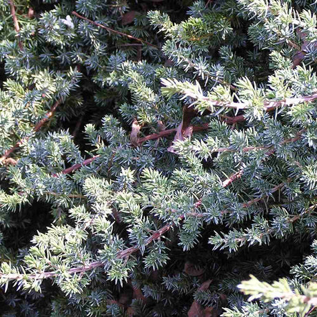 Ienupar Silver Carpet (Juniperus communis), frunzis argintii-albastrui, conifer tarator vesnic verde, ideal pentru taluzuri si stancarii