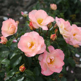 Trandafir floribunda roz-somon Zauberhaft, cu inflorire repetata