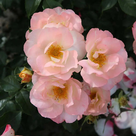 Trandafir floribunda roz-somon Zauberhaft, cu inflorire repetata