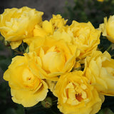 Trandafir Floribunda galben Here comes the Sun, cu inflorire repetata si premiat