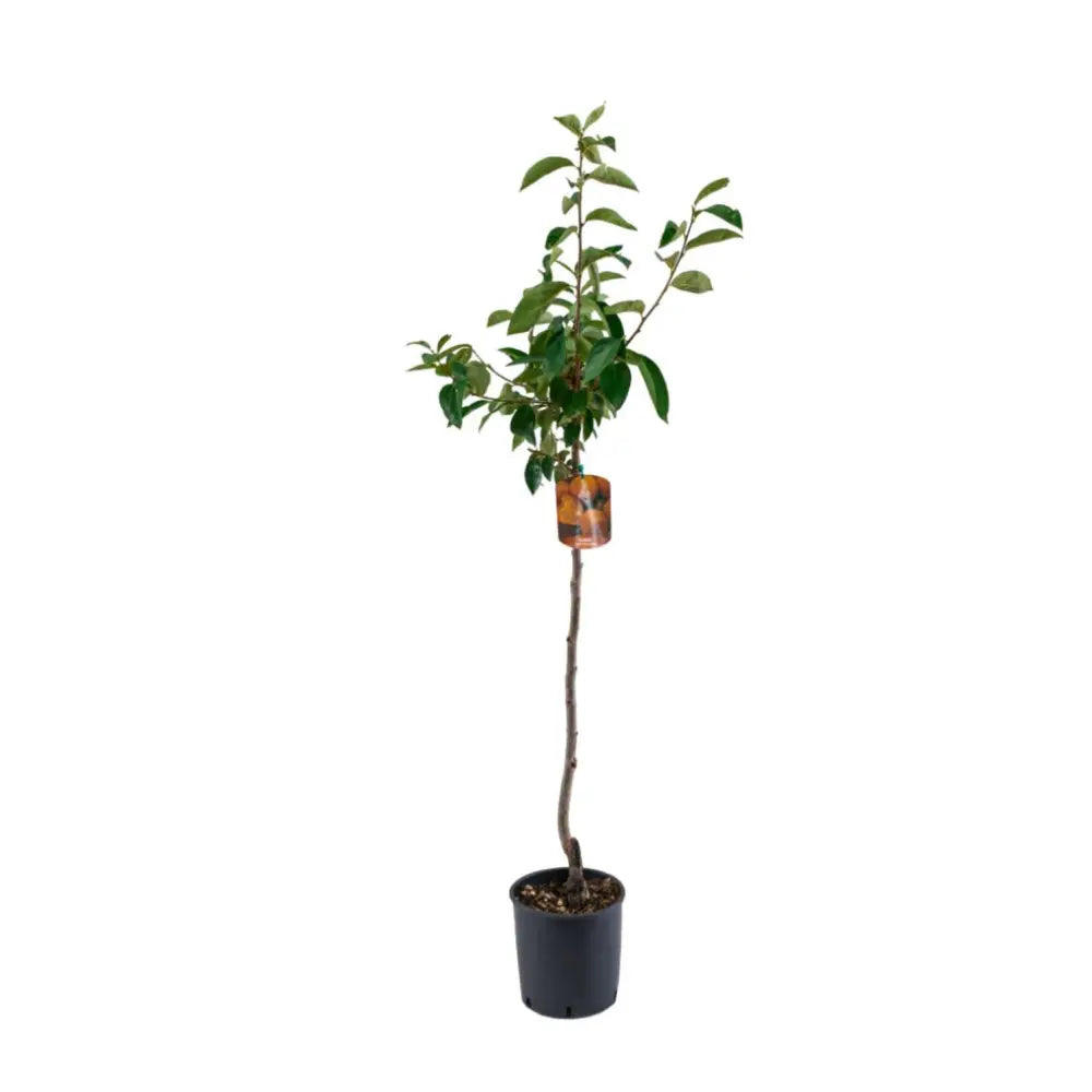 Pom Kaki Cioccolatino (Diospyrus), Curmal Japonez, cu fructe portocaliu-maro, an 2 pe rod