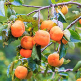 Kaki Jiro Zolla (Diospyrus), autofertil, fructe dulci galben-portocalii, rezistent la frig, an 2 pe rod