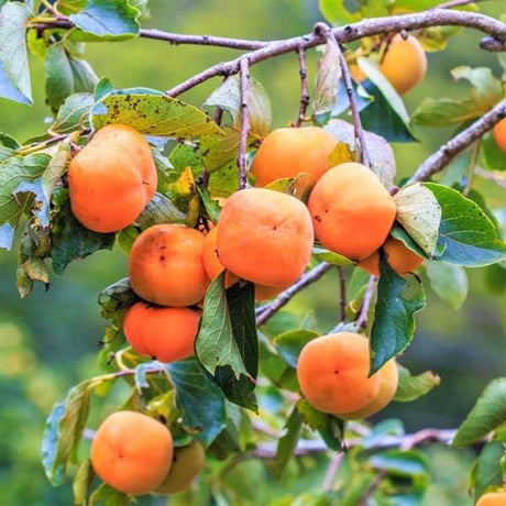 Kaki Jiro Zolla (Diospyrus), autofertil, fructe dulci galben-portocalii, rezistent la frig, an 2 pe rod