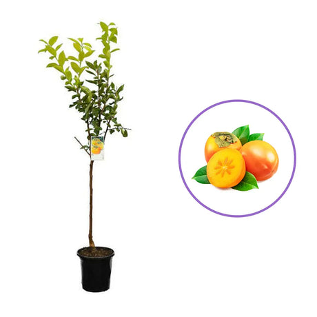 Kaki Jiro Zolla (Diospyrus), autofertil, fructe dulci galben-portocalii, rezistent la frig, an 2 pe rod