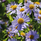 Steluta de toamna japoneza (Kalimeris incisa) Blue Star, planta perena taratoare, flori albastre vara-toamna, rezistenta