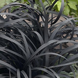 Iarba Neagra (Ophiopogon planiscapus Niger), planta perena cu frunze negre, lucioase, de ghiveci sau borduri