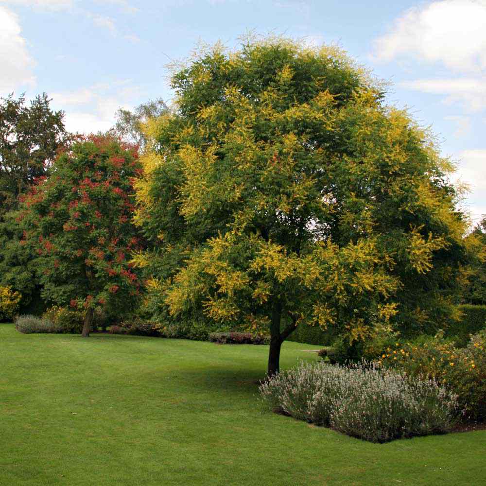 Arborele Lampion (Koelreuteria paniculata), arbore decorativ cu flori galbene, rezistent la seceta si ger