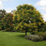Arborele Lampion (Koelreuteria paniculata), arbore decorativ cu flori galbene, rezistent la seceta si ger