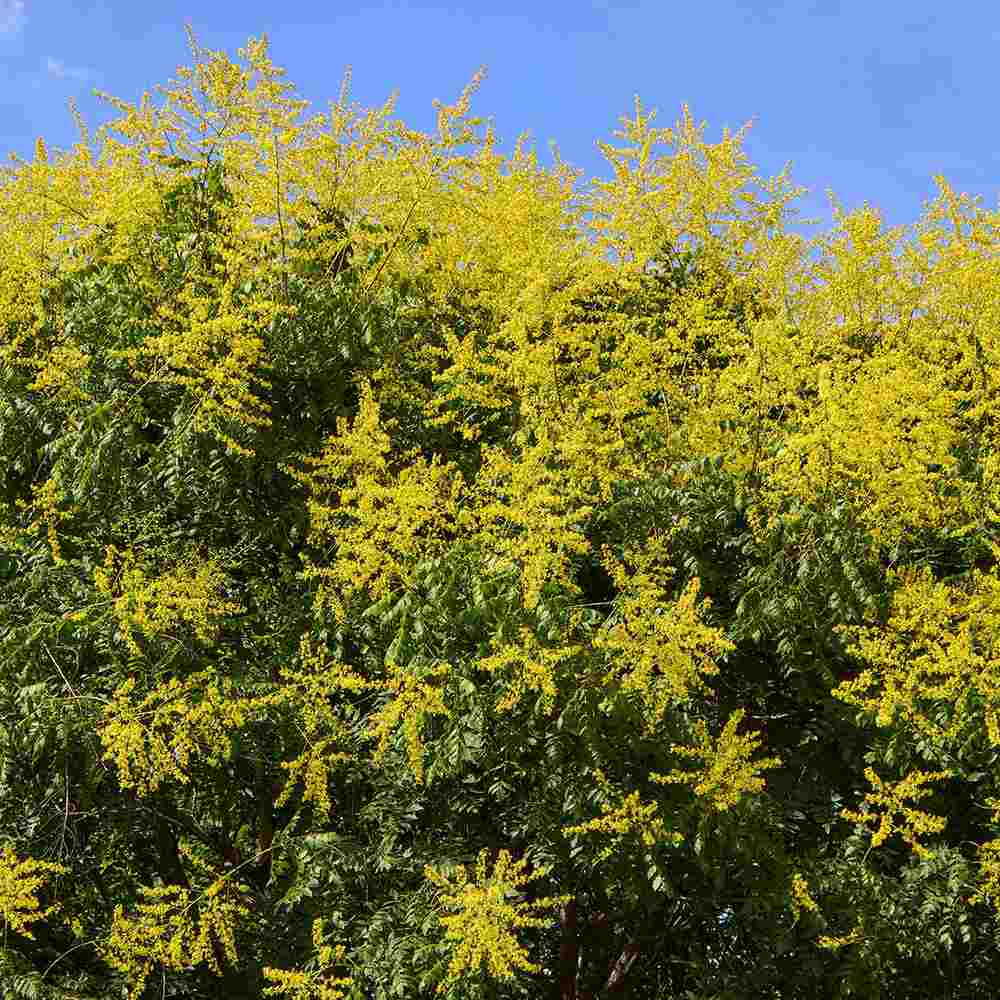 Arborele Lampion (Koelreuteria paniculata), arbore decorativ cu flori galbene, rezistent la seceta si ger