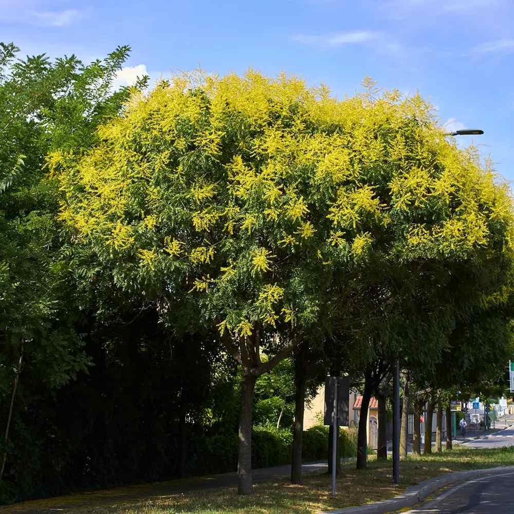 Arborele Lampion (Koelreuteria paniculata), arbore decorativ cu flori galbene, rezistent la seceta si ger