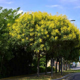 Arborele Lampion (Koelreuteria paniculata), arbore decorativ cu flori galbene, rezistent la seceta si ger