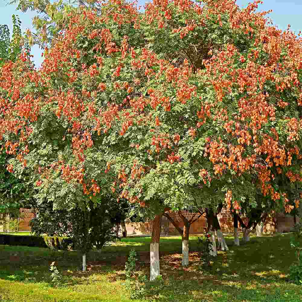 Arborele Lampion (Koelreuteria paniculata), arbore decorativ cu flori galbene, rezistent la seceta si ger