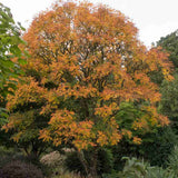 Arborele Lampion (Koelreuteria paniculata), arbore decorativ cu flori galbene, rezistent la seceta si ger