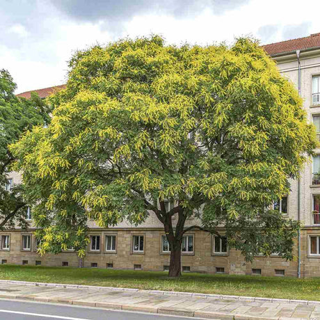 Arborele Lampion (Koelreuteria paniculata), arbore decorativ cu flori galbene, rezistent la seceta si ger
