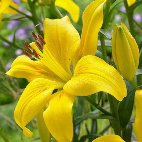 Bulbi de Crini imperiali  Asiatic Yellow, set de 2 bulbi cu flori galbene intense, rezistenti la frig, inflorire iunie-iulie