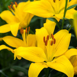Bulbi de Crini imperiali  Asiatic Yellow, set de 2 bulbi cu flori galbene intense, rezistenti la frig, inflorire iunie-iulie