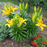 Bulbi de Crini imperiali  Asiatic Yellow, set de 2 bulbi cu flori galbene intense, rezistenti la frig, inflorire iunie-iulie