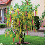 Salcamul Lui Adam (Laburnocytisus Adamii), cu flori galbene si roz decorative, rezistent la ger, ideal pentru gradini insorite