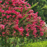 Liliac Indian Arbustiv Tuskegee, arbore de vara cu flori roz-rosu-intens, inflorire lunga, crestere rapida