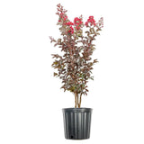 Liliac Indian Arbustiv Red Imperator, arbore de vara cu flori rosu-intens, inflorire lunga, crestere rapida