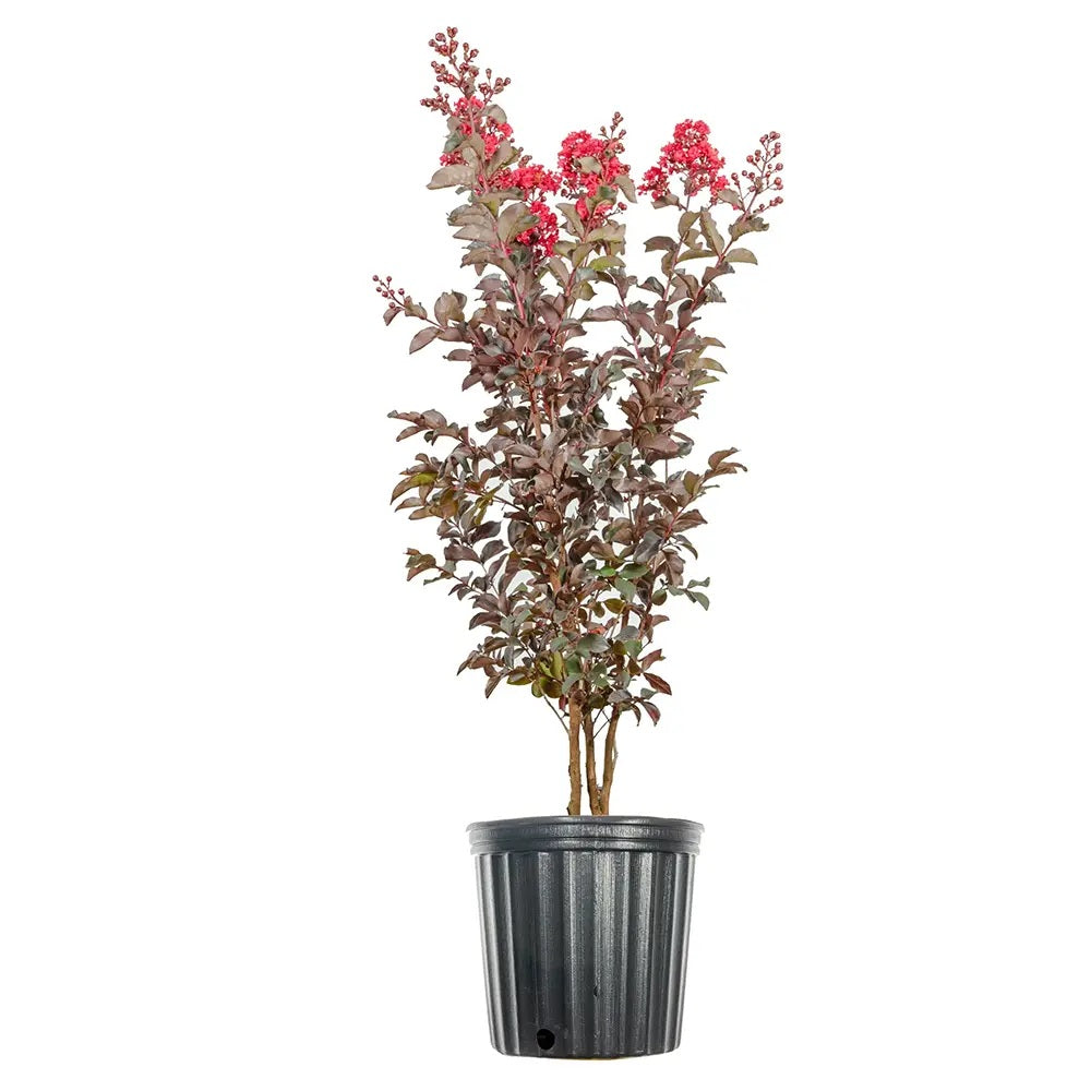 Liliac Indian Copac Rubra Magnifica, arbore de vara cu flori rosii-carmine, inflorire prelungita