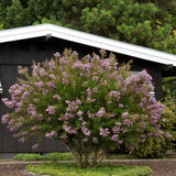 Liliac Indian Arbustiv Muskogee, arbore de vara cu flori mov-lavanda, inflorire cea mai lunga, crestere rapida