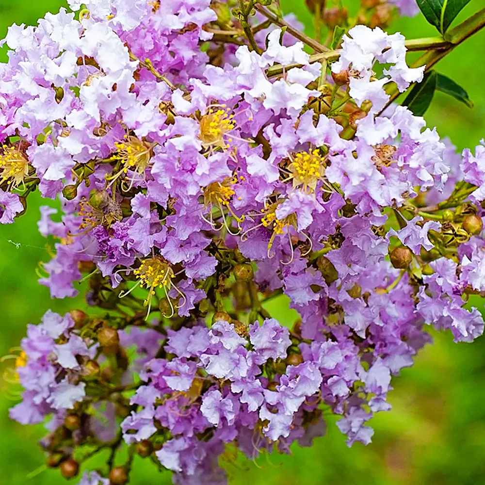 Liliac Indian Arbustiv Muskogee, arbore de vara cu flori mov-lavanda, inflorire cea mai lunga, crestere rapida