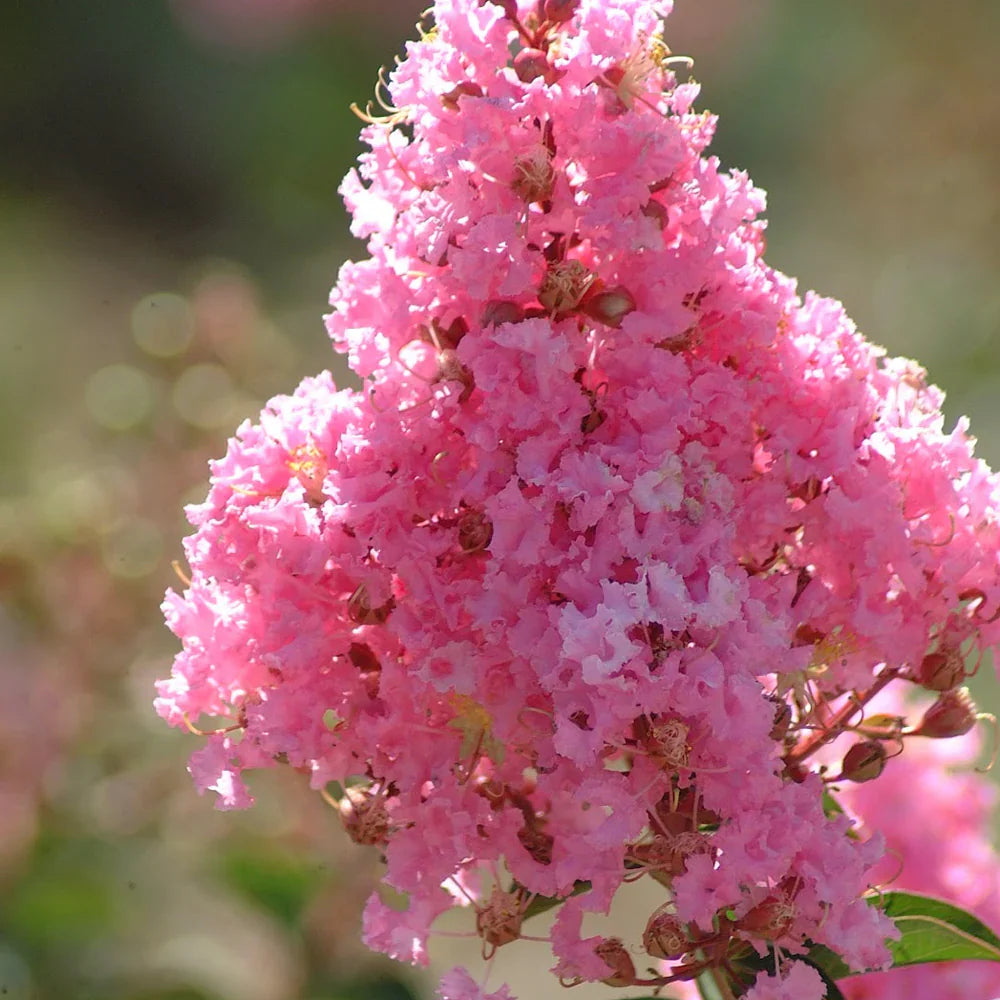 Kínai selyemmirtusz 'Sioux' (Lagerstroemia) – intenzív rózsaszín virágú nyári fa