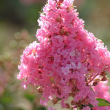 Kínai selyemmirtusz 'Sioux' (Lagerstroemia) – intenzív rózsaszín virágú nyári fa