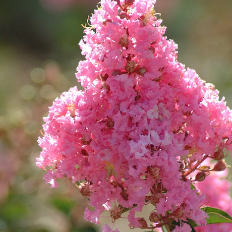 Kínai selyemmirtusz 'Sioux' (Lagerstroemia) – intenzív rózsaszín virágú nyári fa