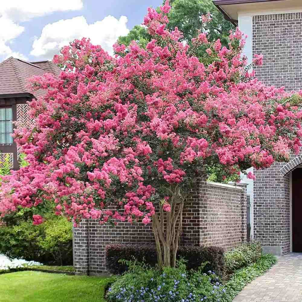 Kínai selyemmirtusz 'Sioux' (Lagerstroemia) – intenzív rózsaszín virágú nyári fa