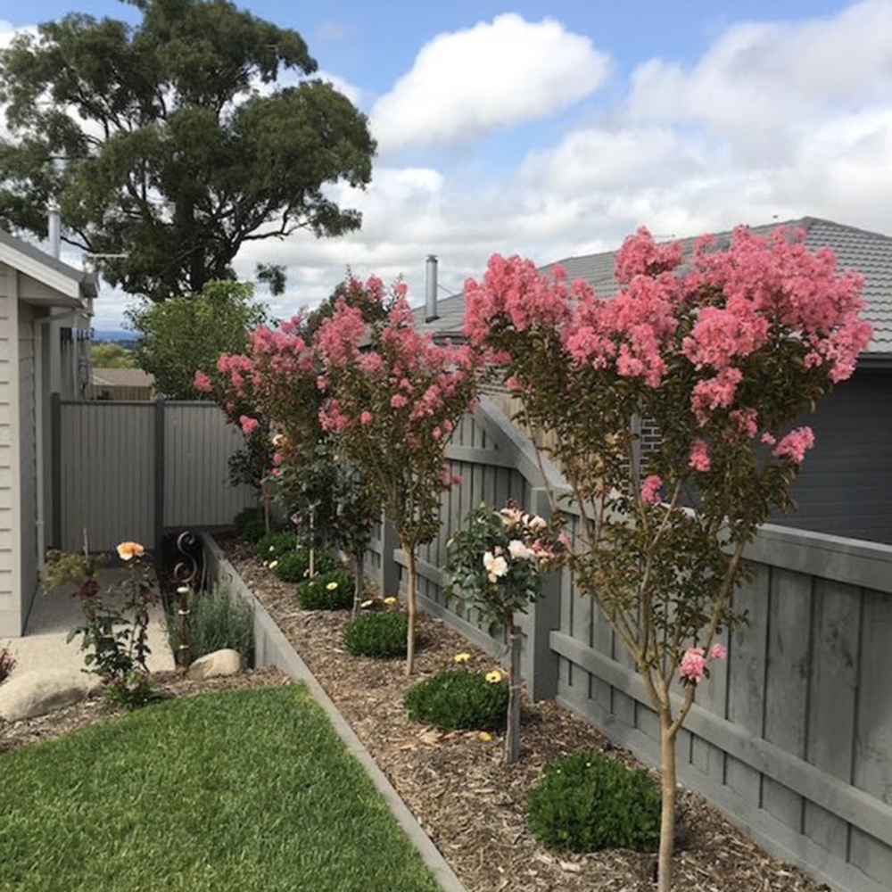 Kínai selyemmirtusz 'Sioux' (Lagerstroemia) – intenzív rózsaszín virágú nyári fa
