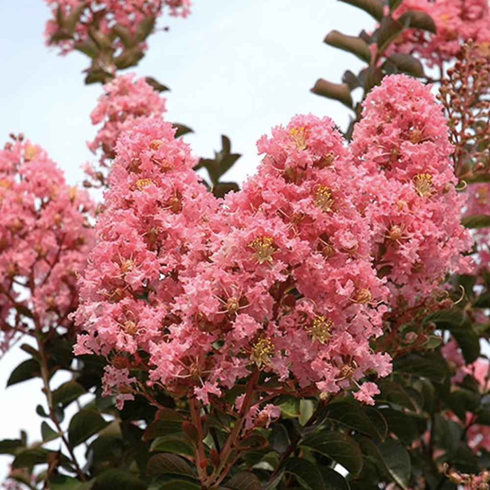 Kínai selyemmirtusz 'Sioux' (Lagerstroemia) – intenzív rózsaszín virágú nyári fa