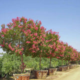 Liliac Indian Arbustiv Tuskegee, arbore de vara cu flori roz-rosu-intens, inflorire lunga, crestere rapida