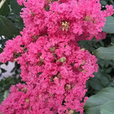 Liliac Indian Arbustiv Tuskegee, arbore de vara cu flori roz-rosu-intens, inflorire lunga, crestere rapida