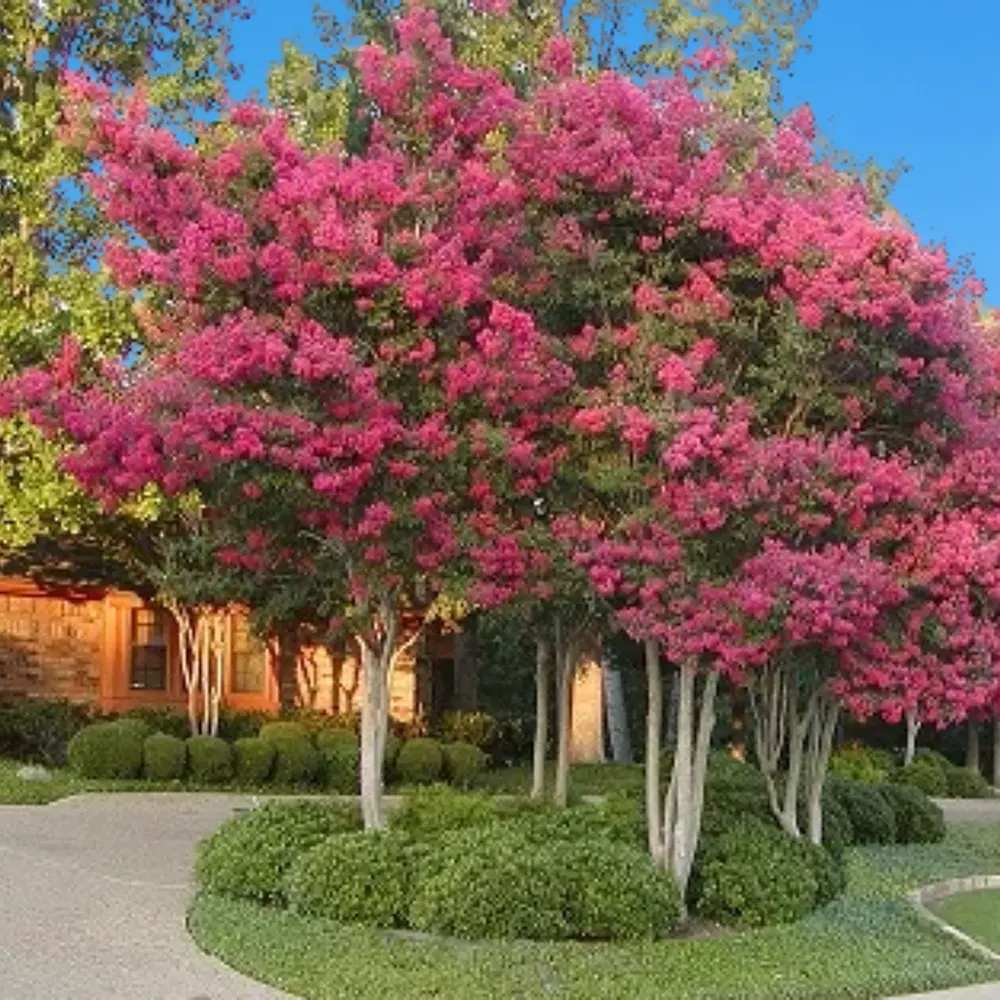 Liliac Indian Arbustiv Tuskegee, arbore de vara cu flori roz-rosu-intens, inflorire lunga, crestere rapida