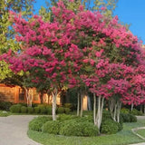 Liliac Indian Arbustiv Tuskegee, arbore de vara cu flori roz-rosu-intens, inflorire lunga, crestere rapida