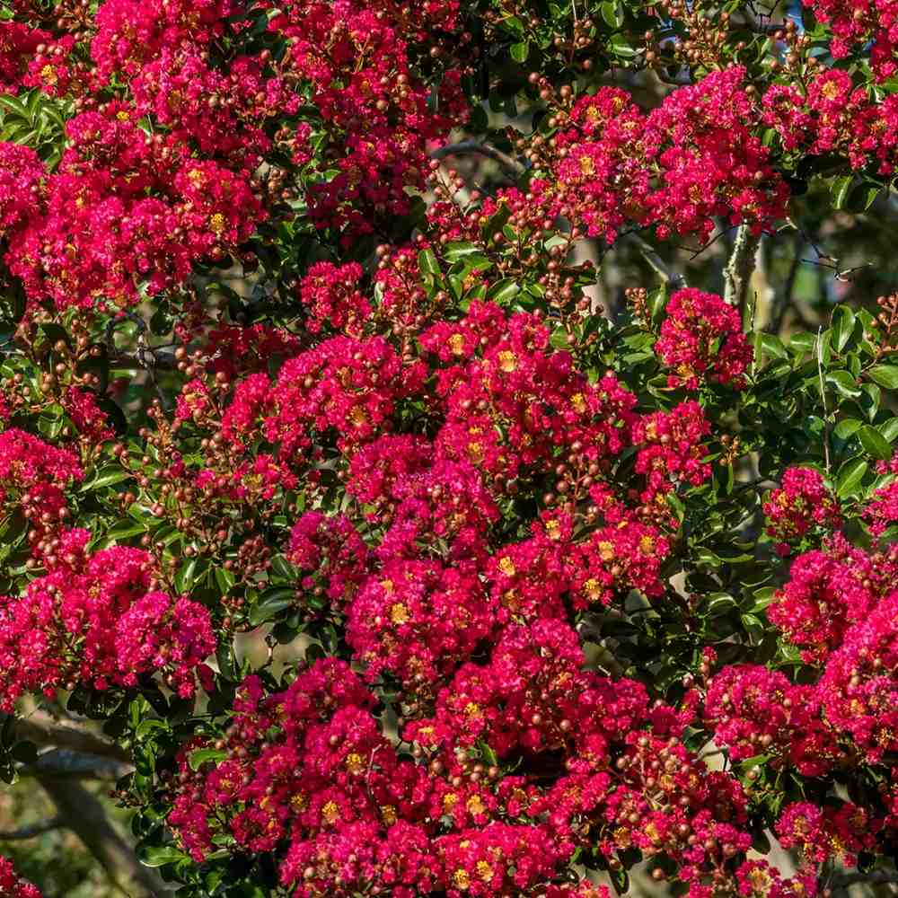 Liliac Indian Arbustiv Red Imperator, arbore de vara cu flori rosu-intens, inflorire lunga, crestere rapida