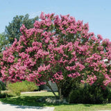 Liliac Indian Arbustiv Muskogee, arbore de vara cu flori mov-lavanda, inflorire cea mai lunga, crestere rapida