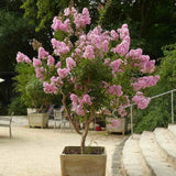 Liliac Indian Copac Seaburn (Lagerstroemia), arbore de vara cu flori roz-carmine, inflorire lunga, port compact