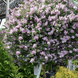 Liliac Indian Copac Seaburn (Lagerstroemia), arbore de vara cu flori roz-carmine, inflorire lunga, port compact