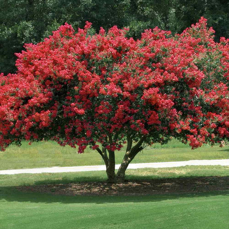Liliac Indian Copac Rubra Magnifica, arbore de vara cu flori rosii-carmine, inflorire prelungita