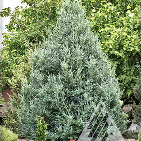 Larice/Zada (Larix decidua), conifer autohton, rezistent, crestere rapida, frunzis auriu toamna