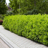 Laur Englezesc Vesnic Verde Rotundifolia (Laurocires), vesnic verde, gard viu rapid, rezistent la boli, frig si caldura, inflorire decorativa