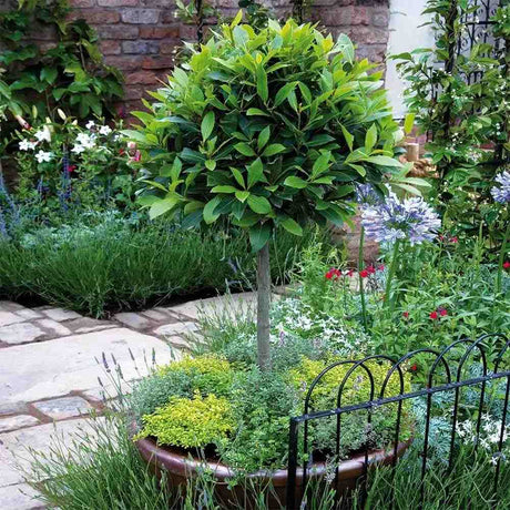 Laur englezesc Copacel (Prunus laurocerasus) Green Lustre, pe Tulpina,  vesnic verde, rezistent la frig, cu frunze lucioase