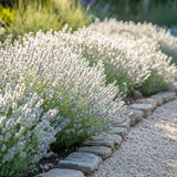 Lavanda Edelweiss, parfum intens si flori decorative, ideal pentru borduri si gradini